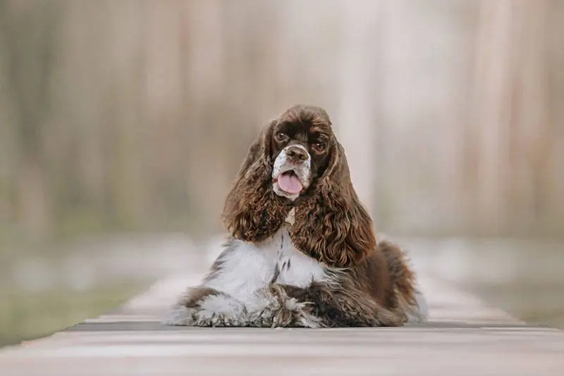 The American Cocker Spaniel gained popularity in the 20th century.