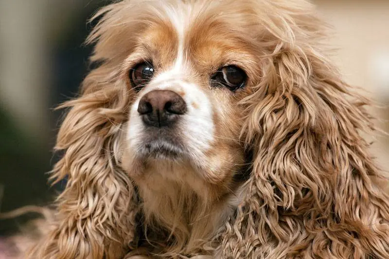 muzzle view of american cocker spaniel