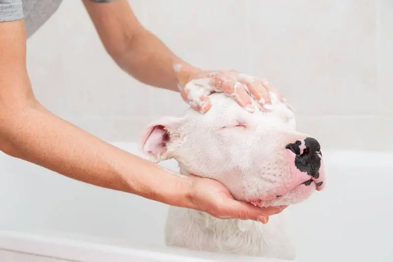 hostess washing dogo argentino in the bathroom