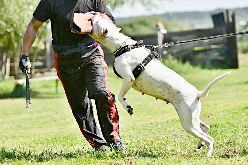 dogo argentino is trained by a cynologist