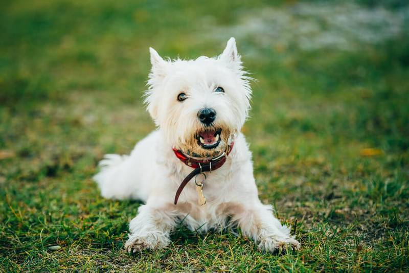 photo of west highland white terrier