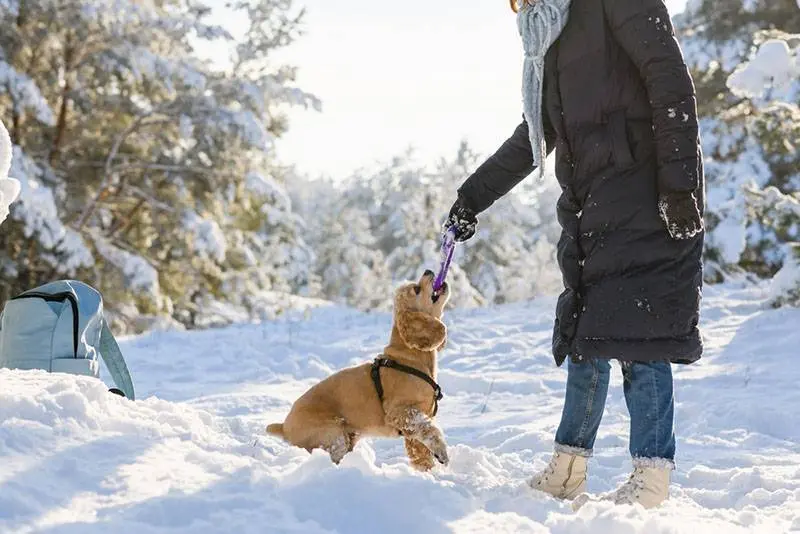 american cocker spaniel playing with owner in the snow