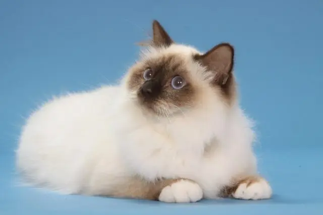 Semi-longhair Cat Breeds