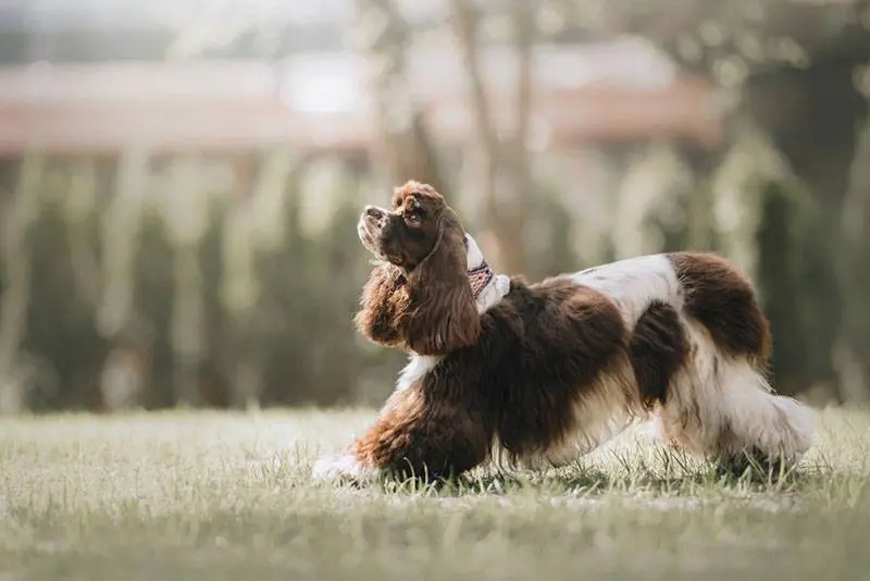 american cocker spaniel body photo