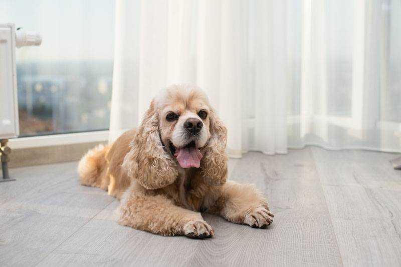 american cocker spaniel lying on the floor of the apartment