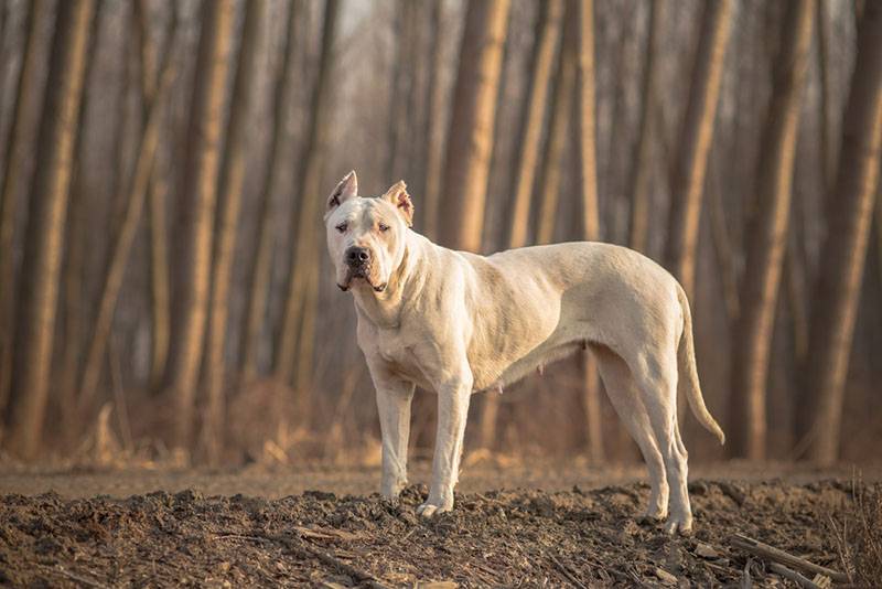 dogo argentino on a background of trees