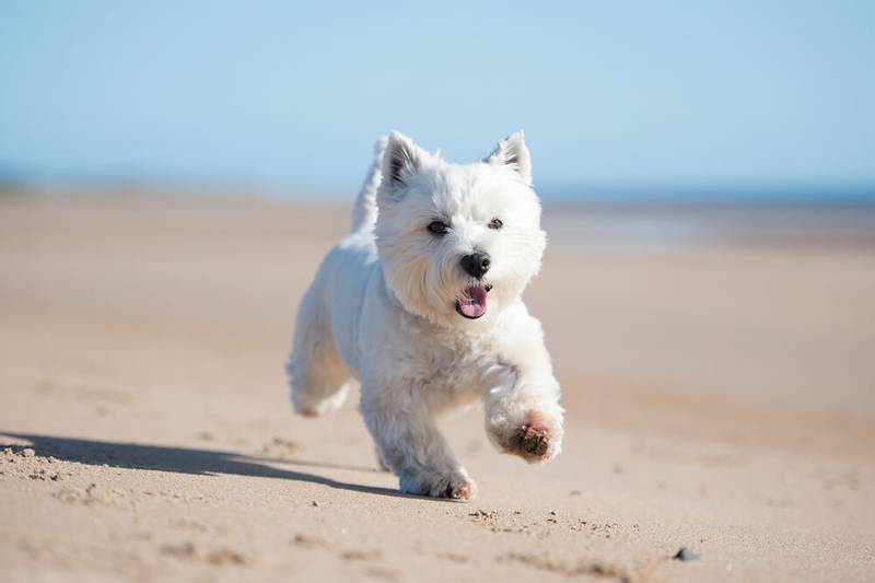 keeping a west highland white terrier