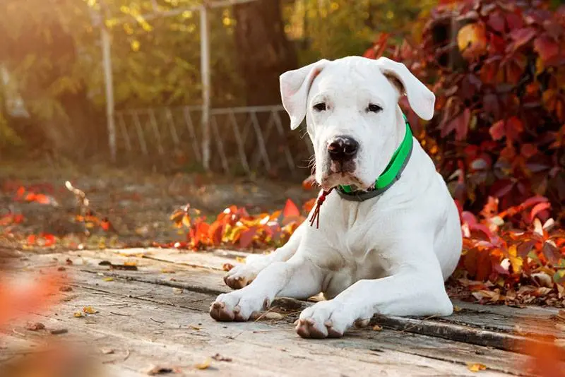 dogo argentino on the background of autumn foliage