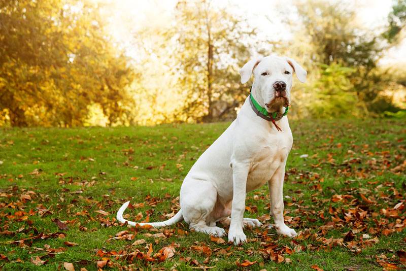dogo argentino sits on the grass in the park