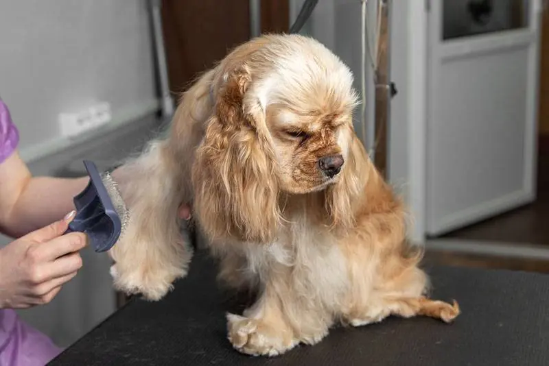 grooming american cocker spaniel