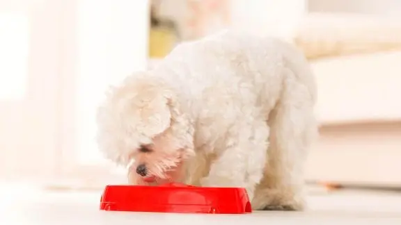 How to properly feed a puppy