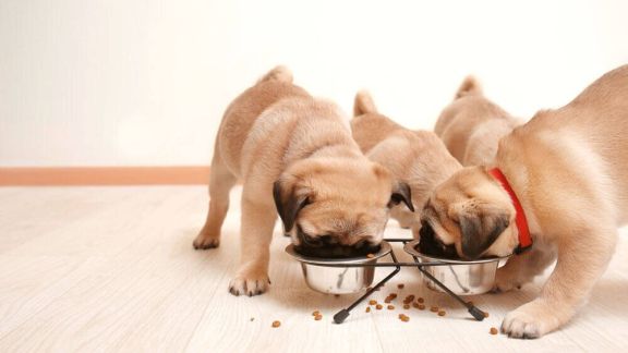 How to properly feed a puppy