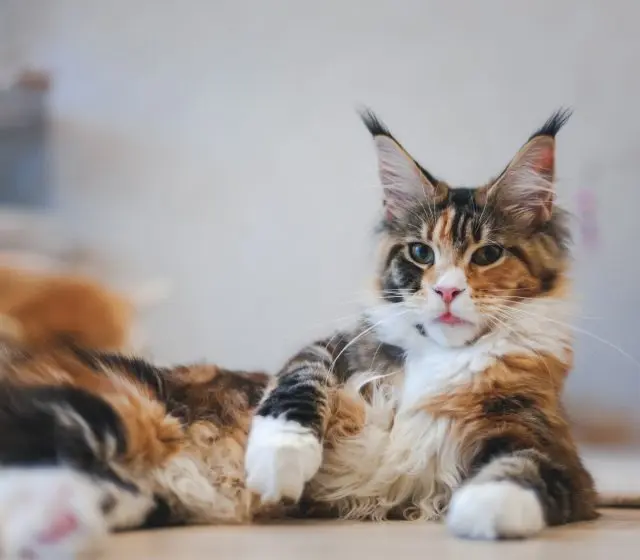 Maine Coon