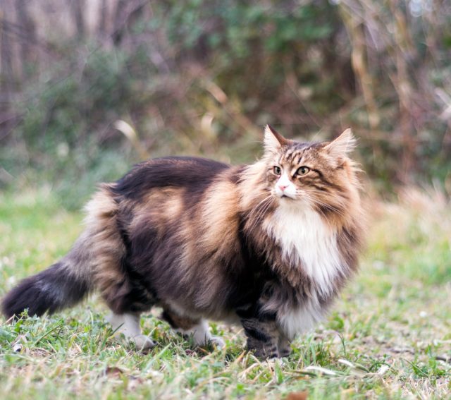 Semi-longhair Cat Breeds