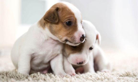 Features of the mental and physical development of puppies by months
