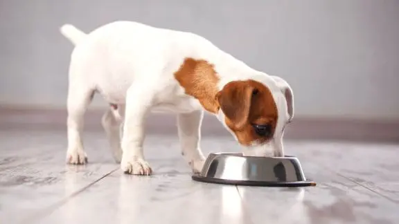 Puppy nutrition