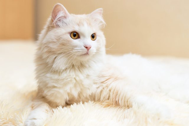 Breeds of semi-longhair cats