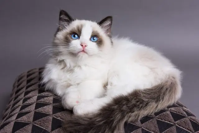 ragdoll