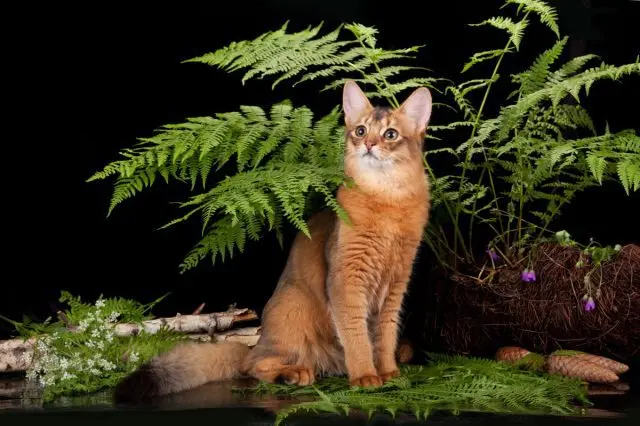 Semi-longhair Cat Breeds