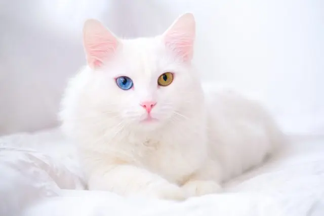 angora cat