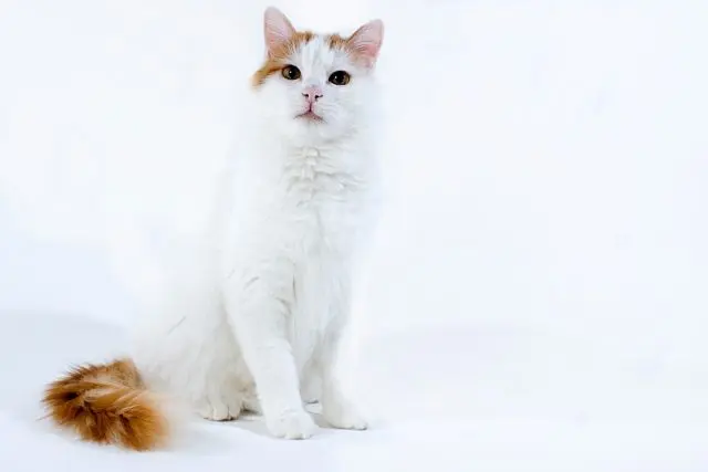 turkish van