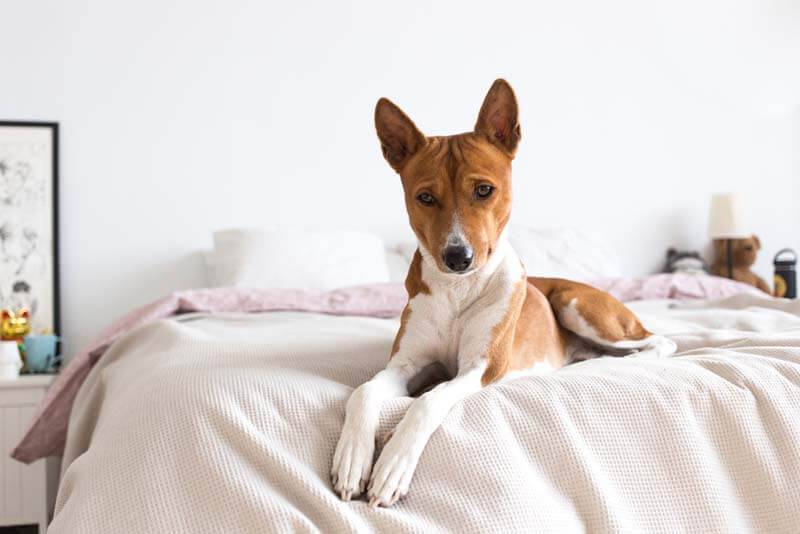 basenji lies on the bed
