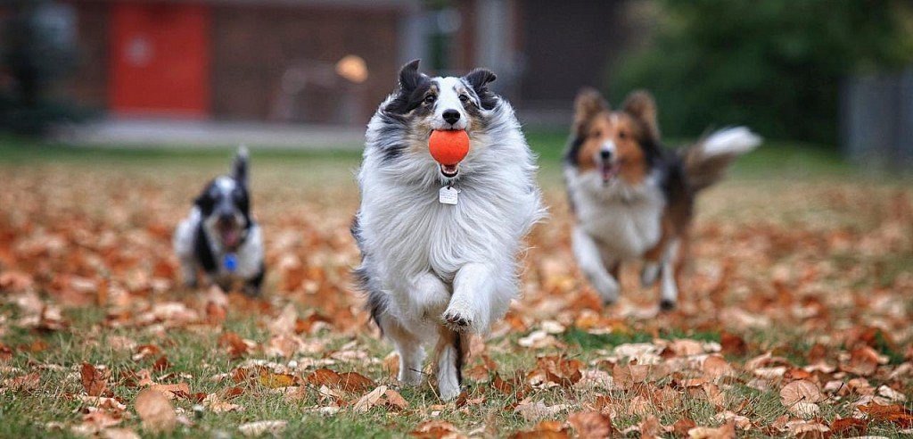 What could be better than playing ball? Only playing ball with other dogs!