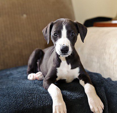 Whippet puppy