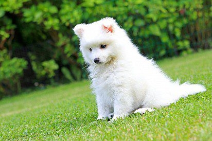 Japanese Spitz puppy