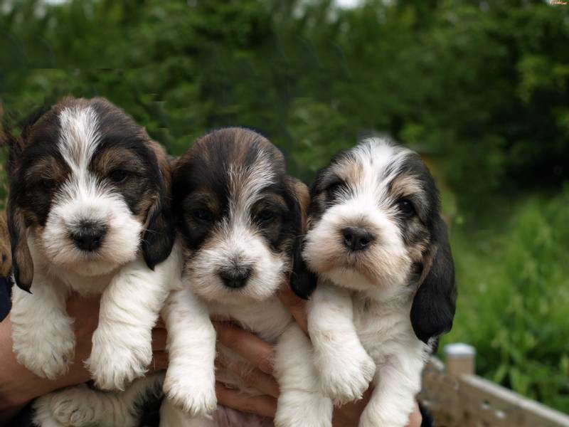Grand Basset Griffon Vendéen Puppies