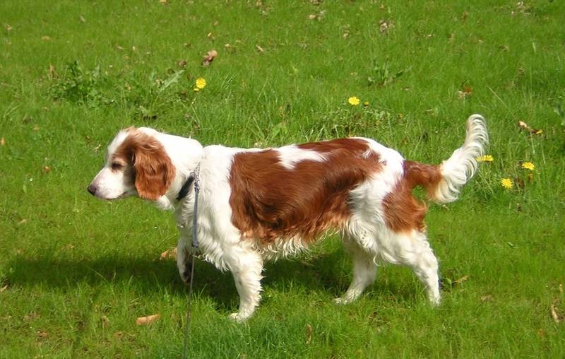 Welsh Springer Spaniel on the field