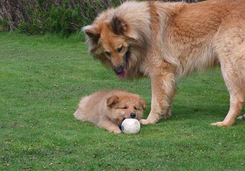 Garafi Shepherd with a puppy