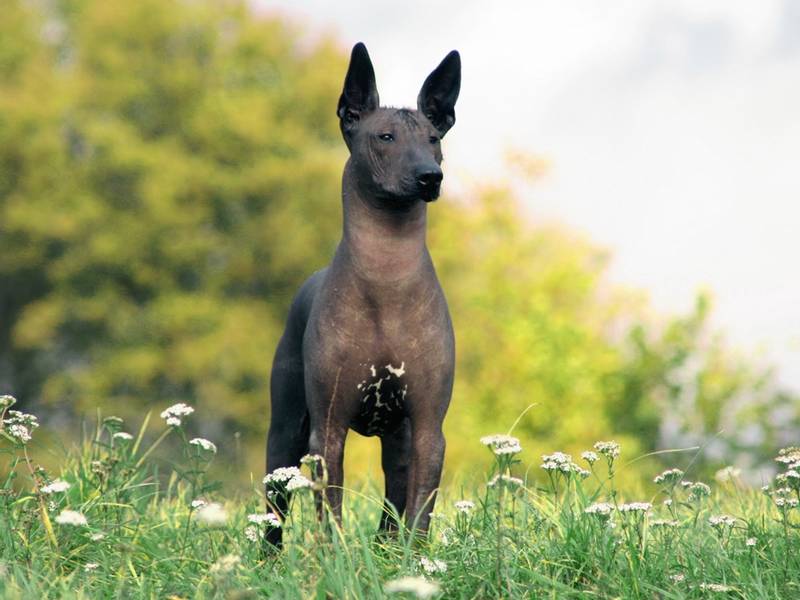 African Hairless Dog in the field