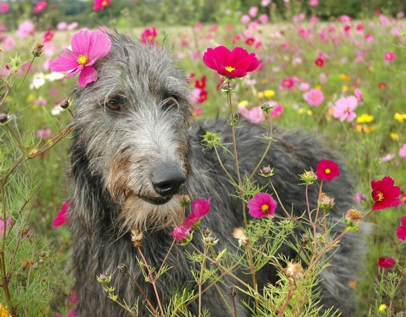 Scottish Deerhound in the flowers