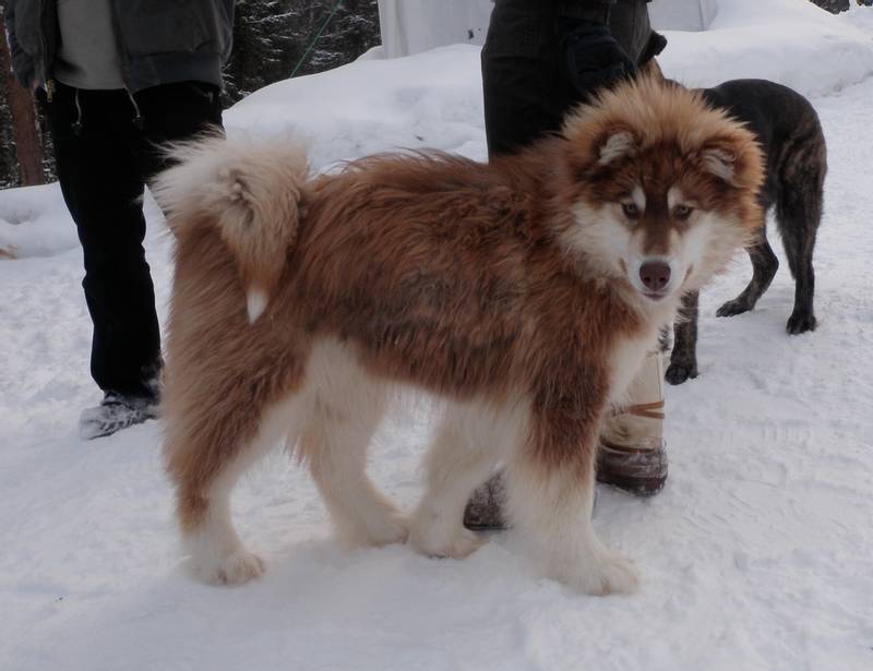 Brown Canadian Eskimo Dog