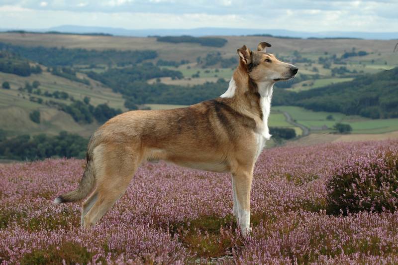 Rough Collie in the field