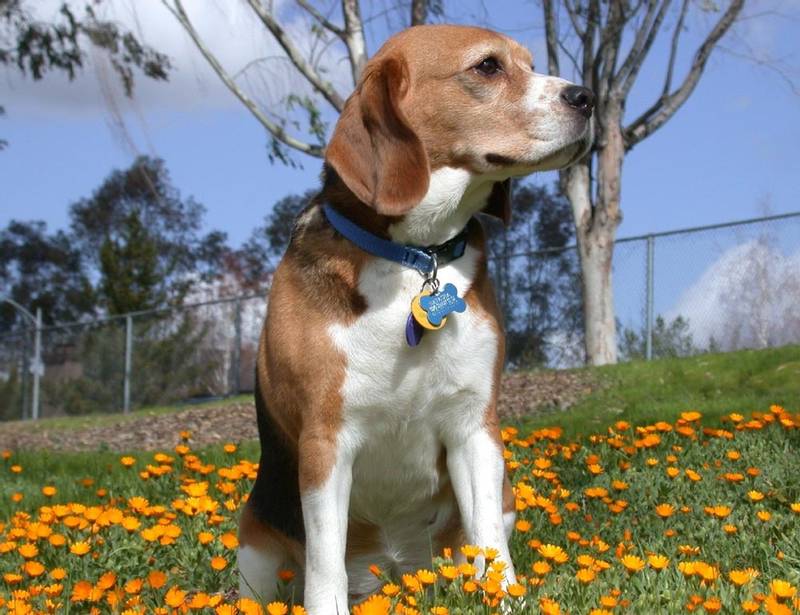 Beagle-Harrier with flowers