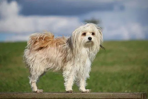 Chinese Crested Dog