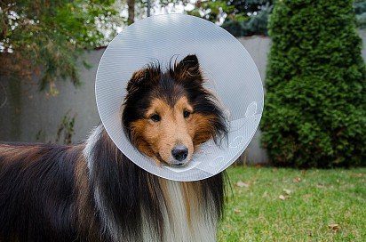 Sheltie in protective collar