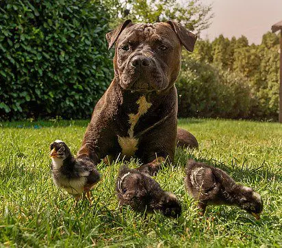 looking after the chicks