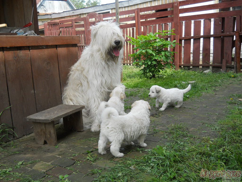 South Russian Ovcharka Puppies with mom