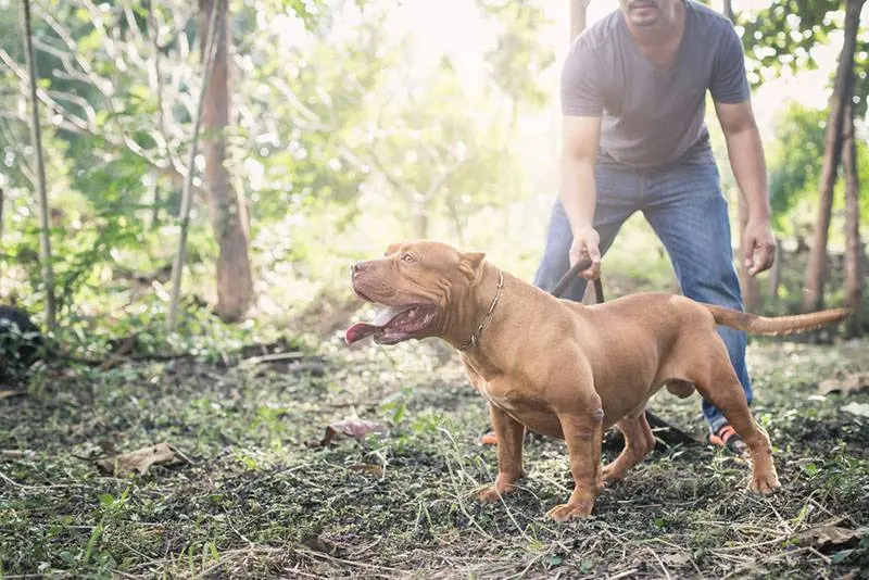 american pit bull terrier with owner in the forest