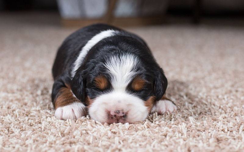 the cost of puppies of the Bernese mountain dog is quite high
