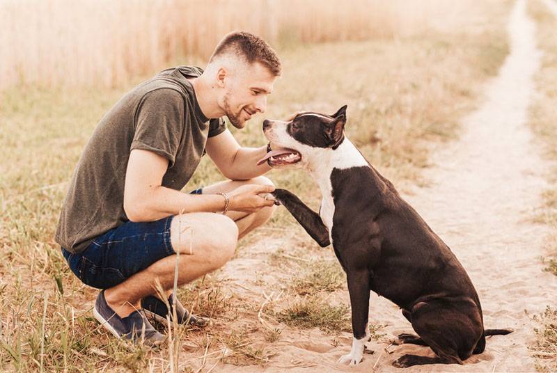 american pit bull terrier with owner in nature