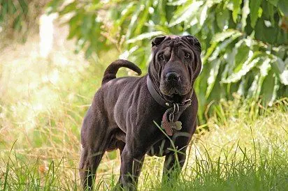 shar pei