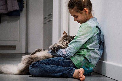 Maine Coon with a boy