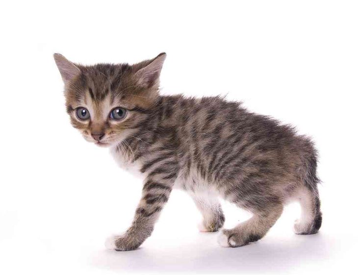 Cute American Bobtail Kitten