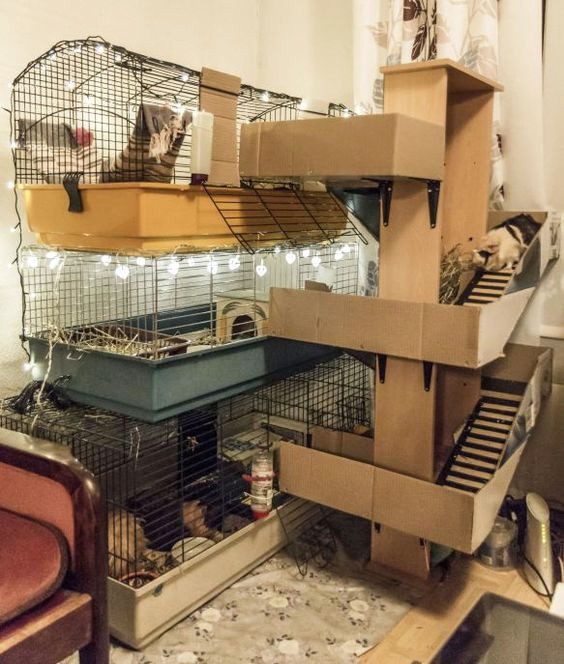 27 interesting racks for a guinea pig