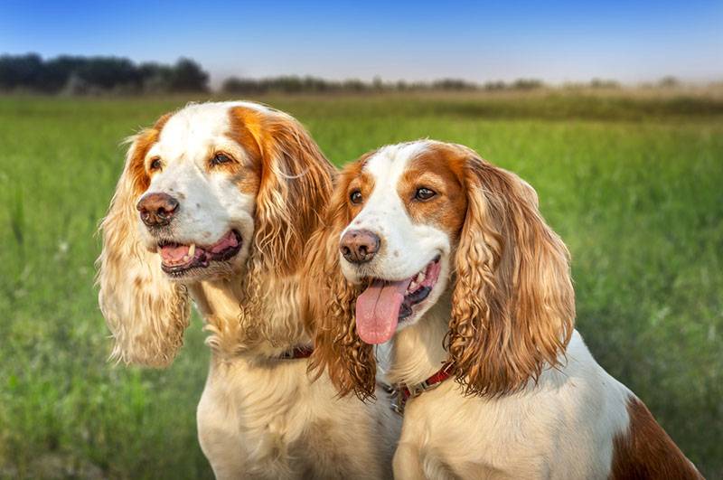 two cheerful Russian red and white spaniels