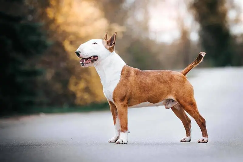 bull terrier body